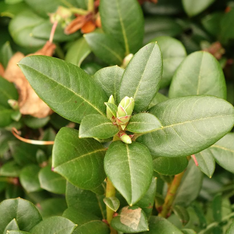 Rhododendron Cilpinense  (Foliage)