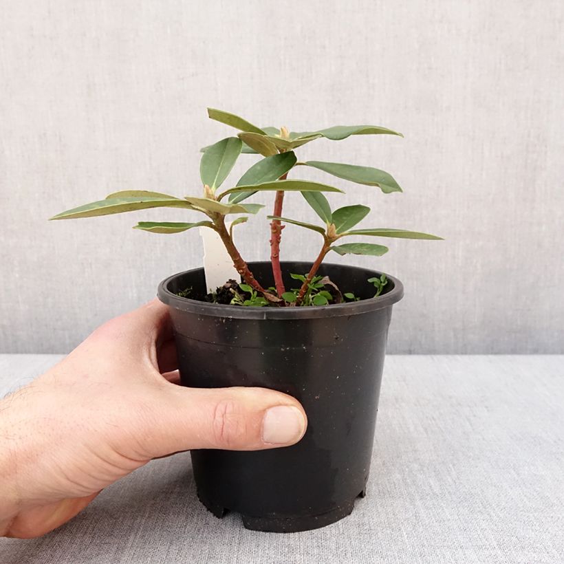 Example of Rhododendron Dream Land - Rhododendron nain Pot de 12 cm / 13 cm as you get in hiver