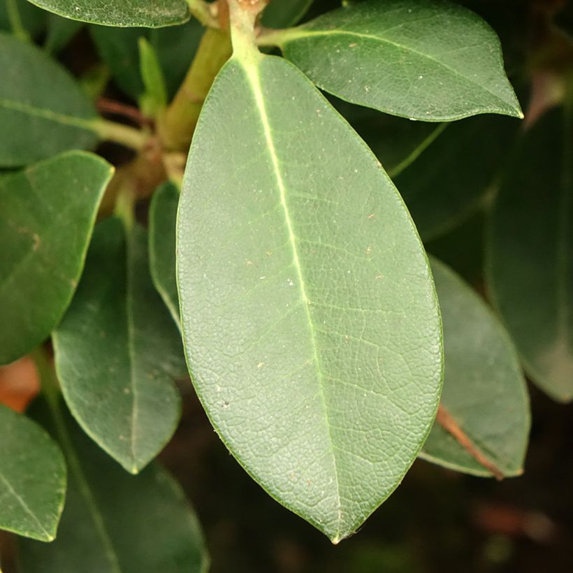 Rhododendron Dream Land - Rhododendron nain (Foliage)