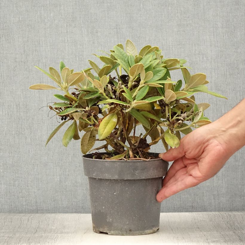 Example of Rhododendron Dusty Miller - Rhododendron nain Pot de 2L/3L as you get in ete