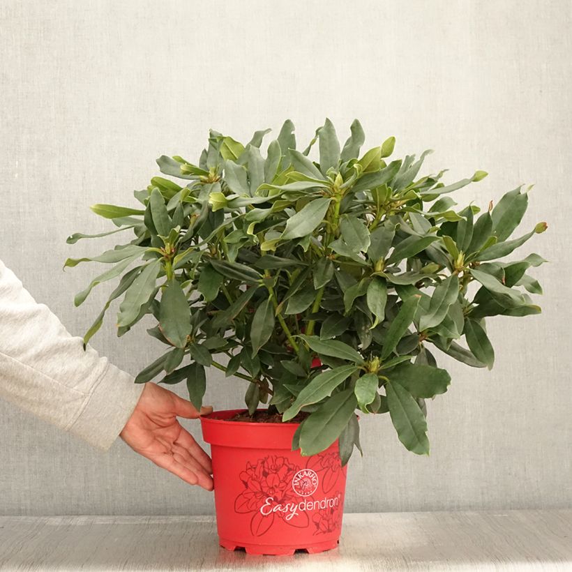 Example of Rhododendron Easydendron INKARHO Madame Masson Pot de 4L/5L as you get in automne