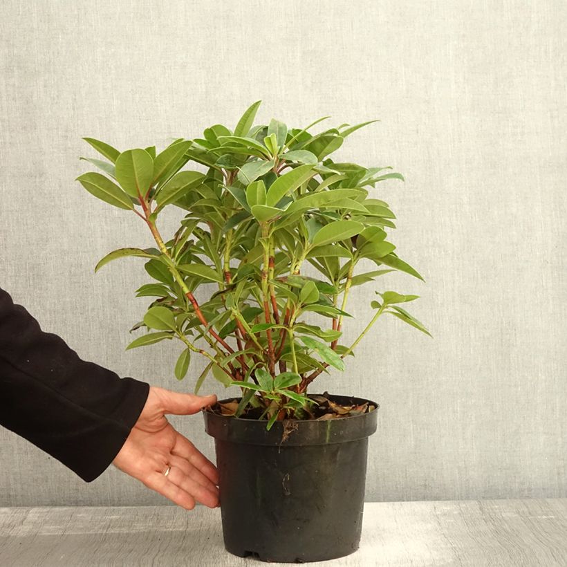 Example of Rhododendron Elizabeth Red Foliage Pot de 2L/3L as you get in automne