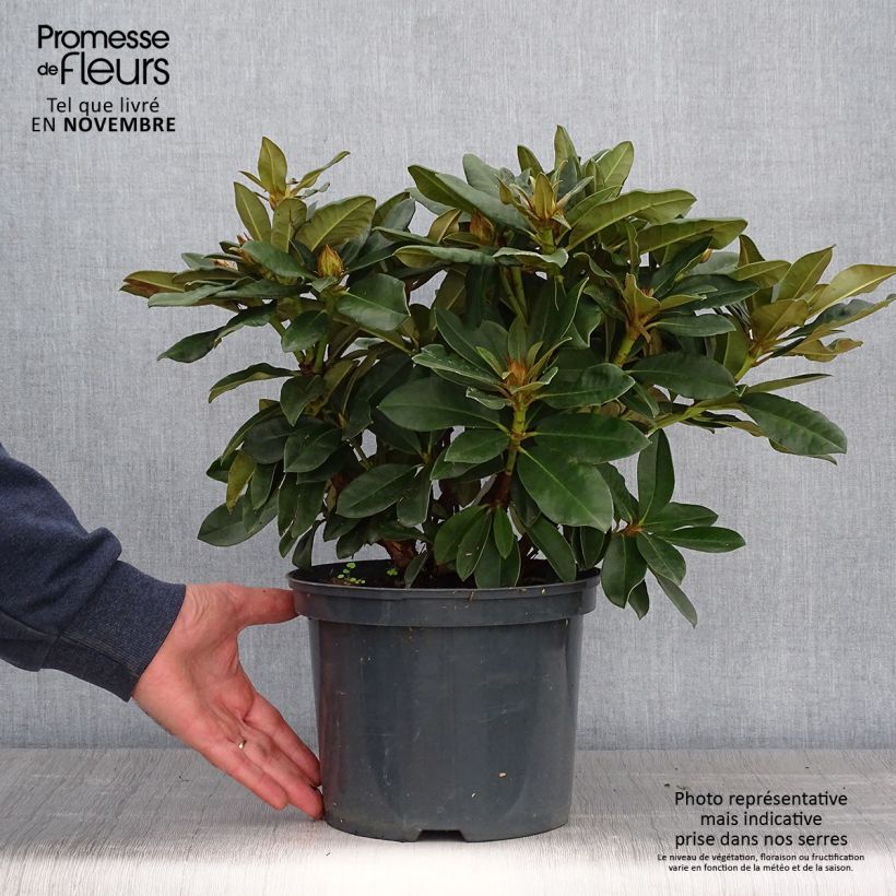 Example of Rhododendron Golden Torch - Rhododendron nain Pot de 3L/4L as you get in automne