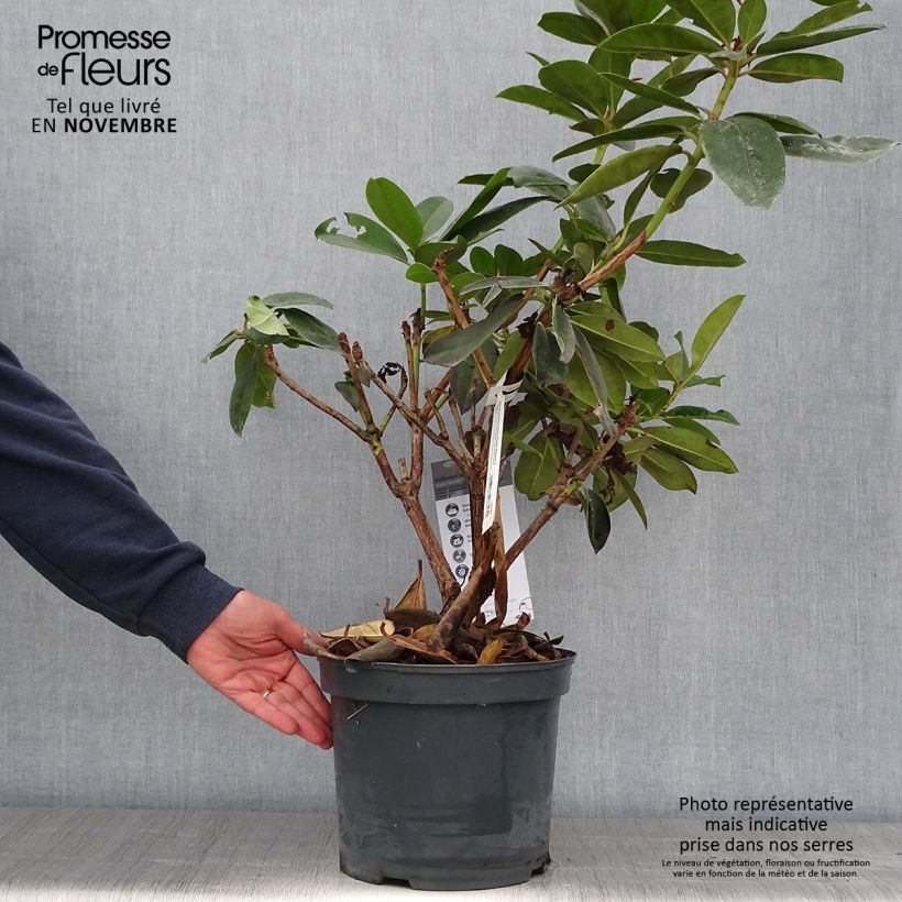 Example of Rhododendron Gomer Waterer Pot de 7,5L/10L as you get in automne