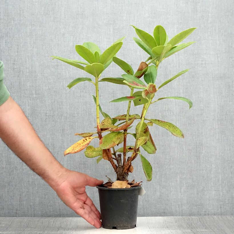 Example of Rhododendron Gomer Waterer Pot de 12 cm / 13 cm as you get in ete