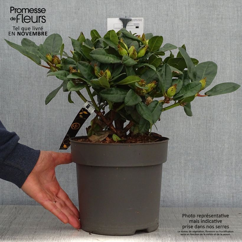 Example of Rhododendron x haematodes Lisetta - Rhododendron nain Pot de 6L/7L as you get in automne
