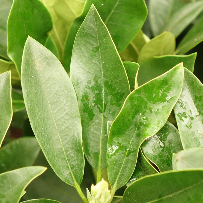 Rhododendron hybride Blue Jay (Foliage)