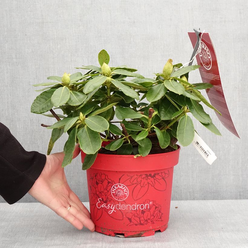 Example of Rhododendron hybride Easydendron INKARHO Belkanto Pot de 4L/5L as you get in hiver