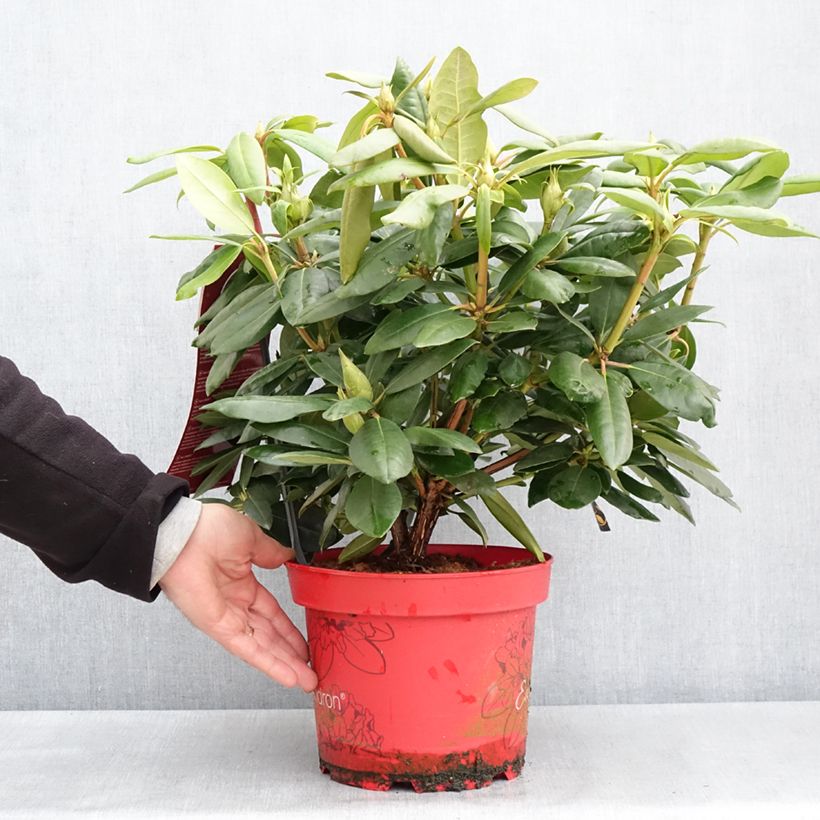 Example of Rhododendron hybride Easydendron INKARHO English Roseum - Grand rhododendron Pot de 4L/5L as you get in printemps