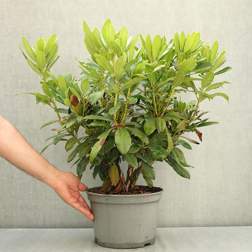 Example of Rhododendron hybride Easydendron INKARHO Orakel Pot de 7,5L/10L as you get in ete