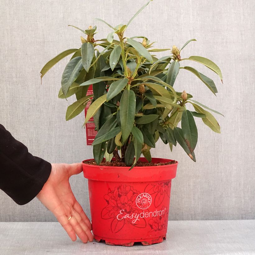 Example of Rhododendron hybride Easydendron INKARHO Rabatz Pot de 4L/5L as you get in hiver