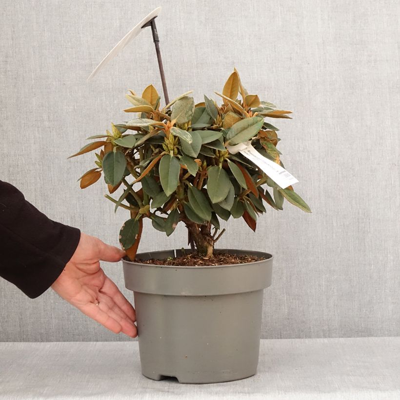 Example of Rhododendron hybride Easydendron INKARHO Rusty Dane Pot de 4L/5L as you get in hiver