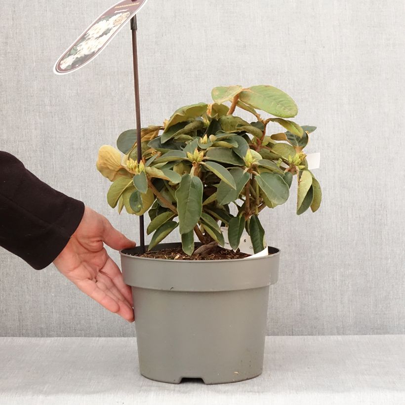 Example of Rhododendron hybride Easydendron INKARHO Special Dane Pot de 4L/5L as you get in hiver