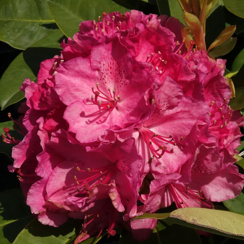 Rhododendron hybride Inkarho Diderk (Flowering)
