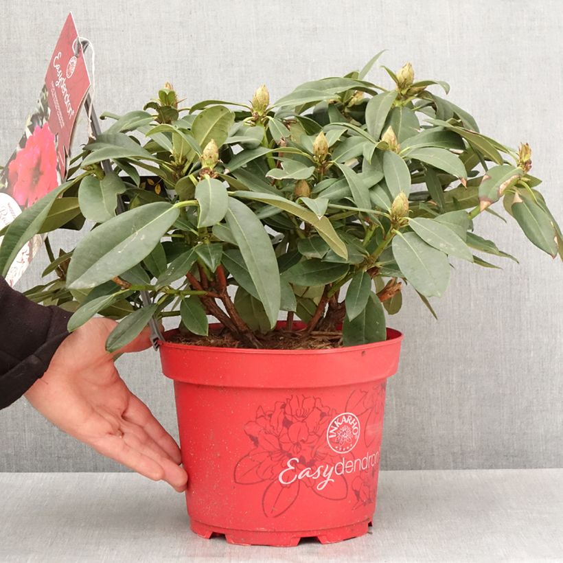 Example of Rhododendron hybride Inkarho Diderk Pot de 4L/5L as you get in printemps