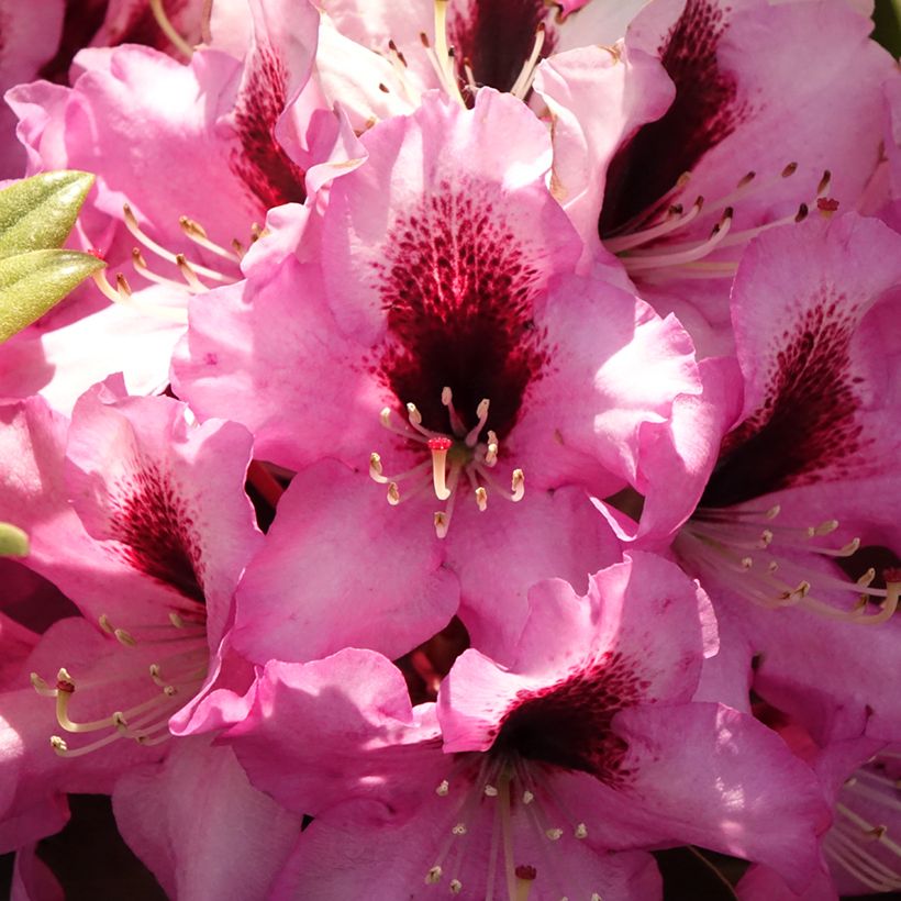 Rhododendron hybride Raphaela (Flowering)