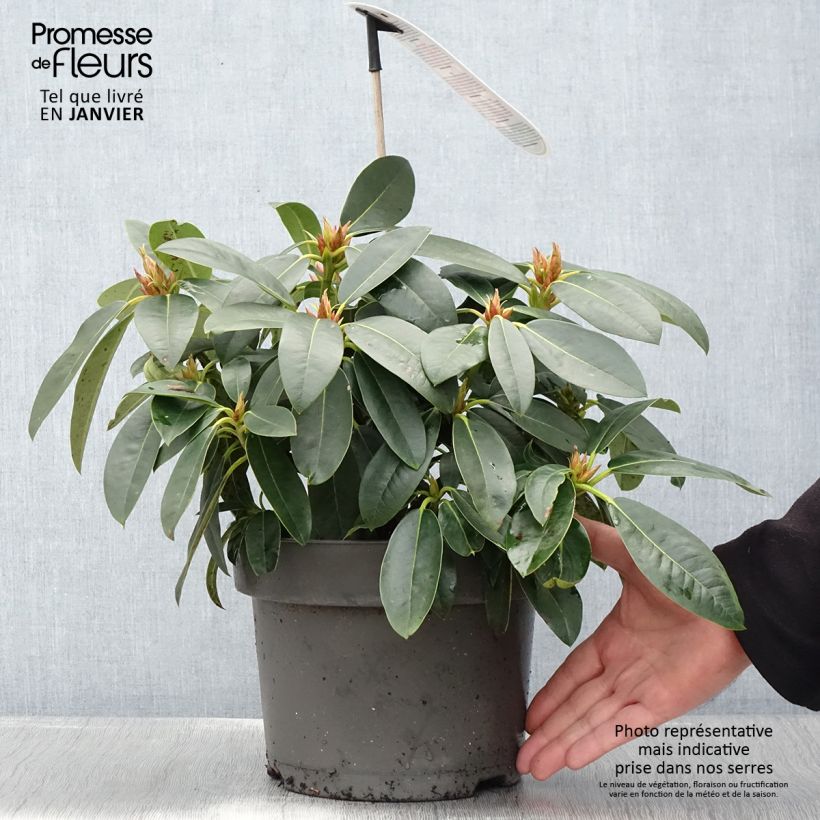 Example of Rhododendron hybride Raphaela Pot de 4L/5L as you get in hiver