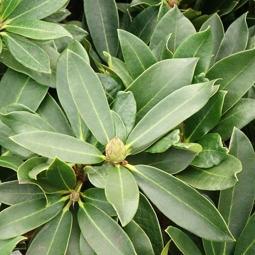 Rhododendron hybride Rwain (Foliage)