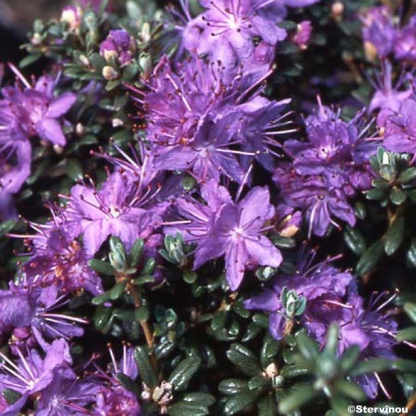 Rhododendron impeditum - Rhododendron nain (Plant habit)
