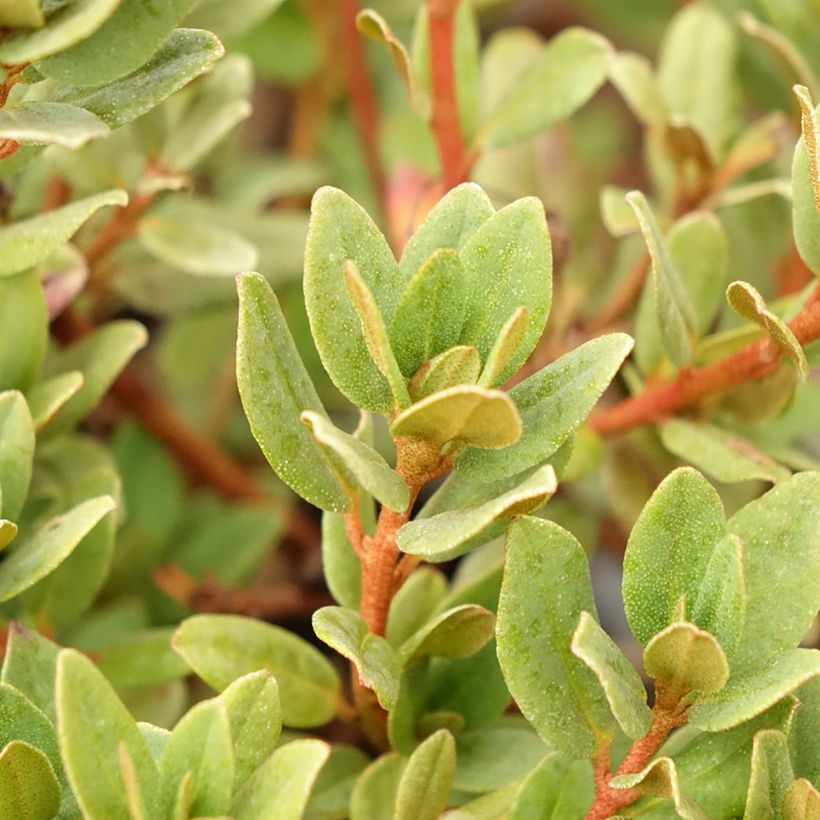 Rhododendron impeditum Ramapo (Foliage)