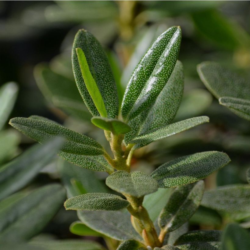 Rhododendron impeditum - Rhododendron nain (Foliage)