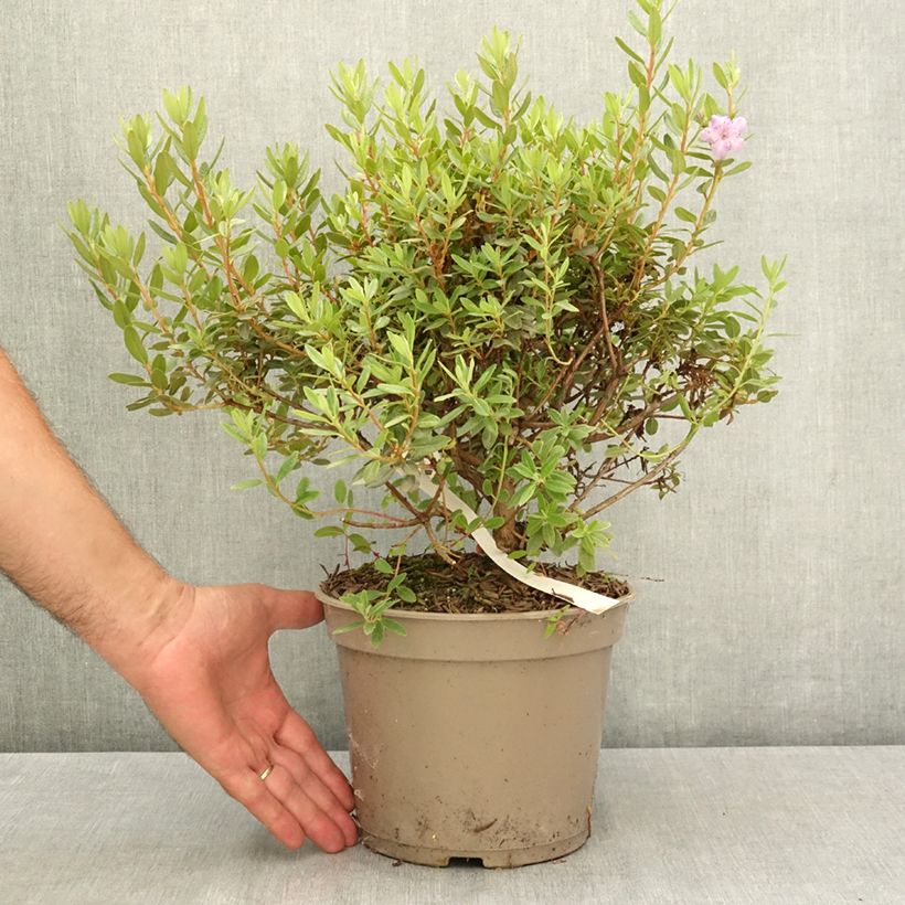 Example of Rhododendron impeditum Select - Rhododendron nain Pot de 4L/5L as you get in ete