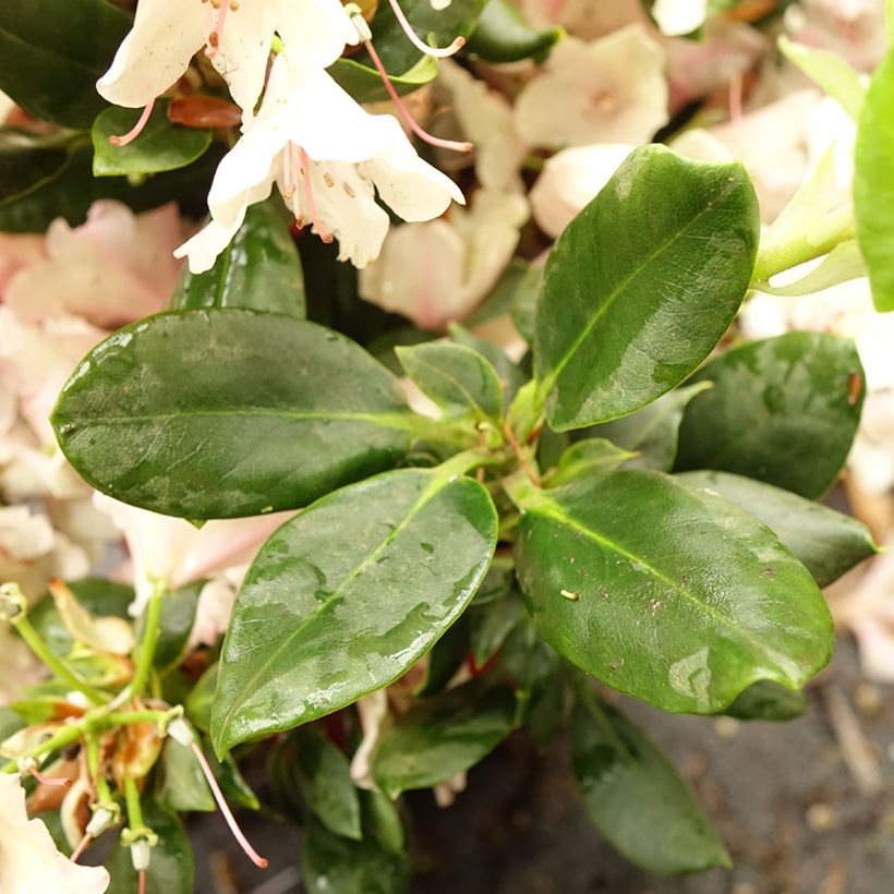 Rhododendron Inkarho  Brasilia (Foliage)