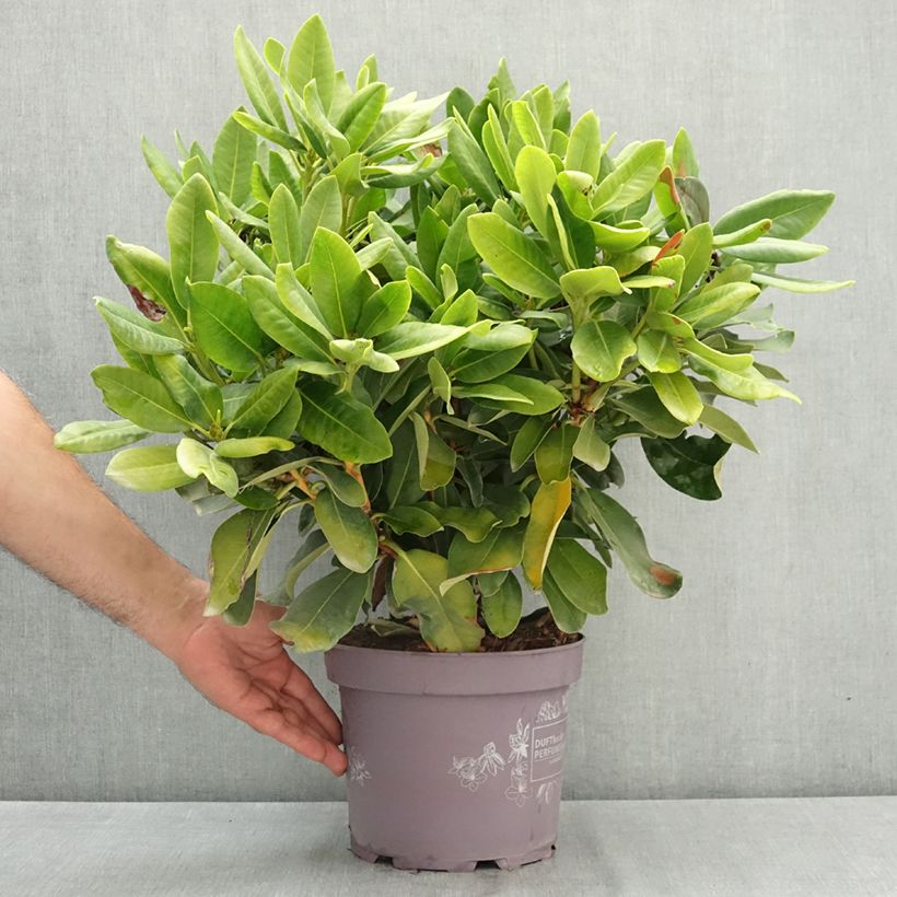 Example of Rhododendron Inkarho Lila Dufthecke Pot de 4L/5L as you get in ete