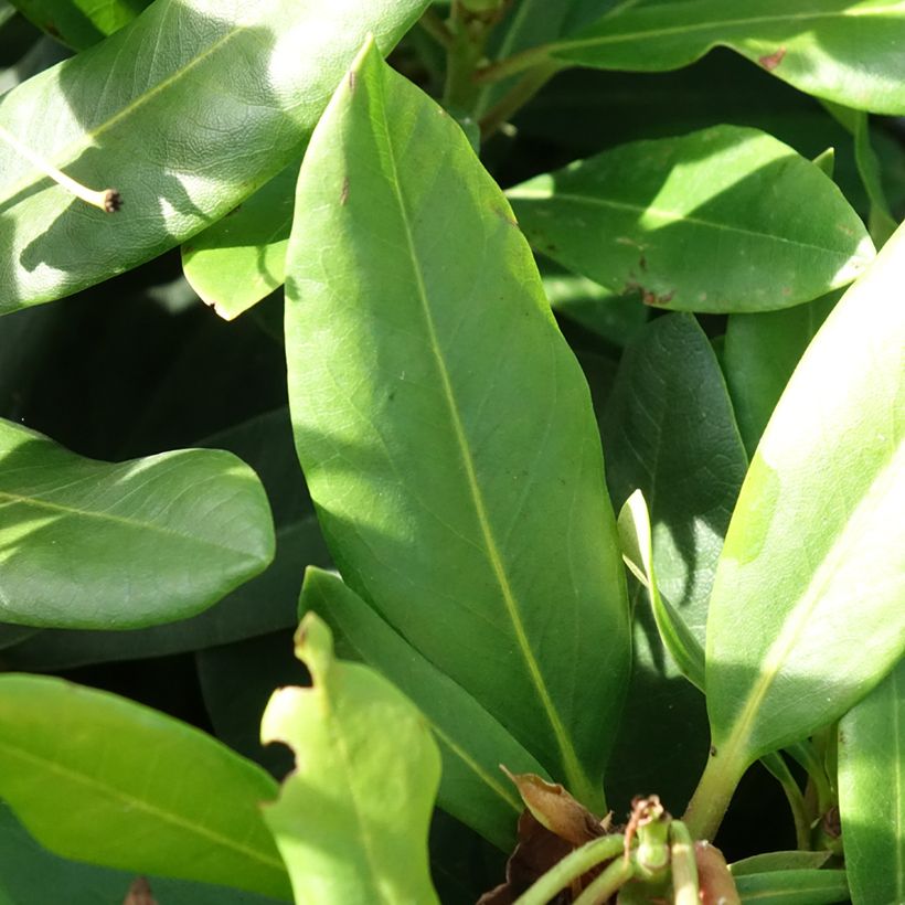 Rhododendron Inkarho Rosa Dufthecke (Foliage)