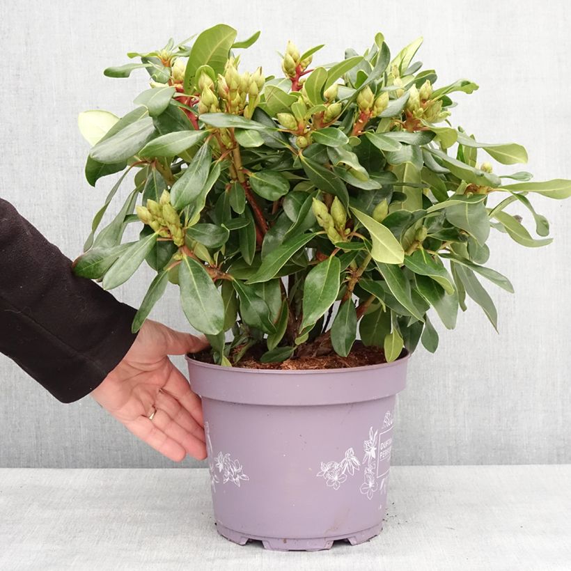 Example of Rhododendron Inkarho Rosa Dufthecke Pot de 4L/5L as you get in hiver