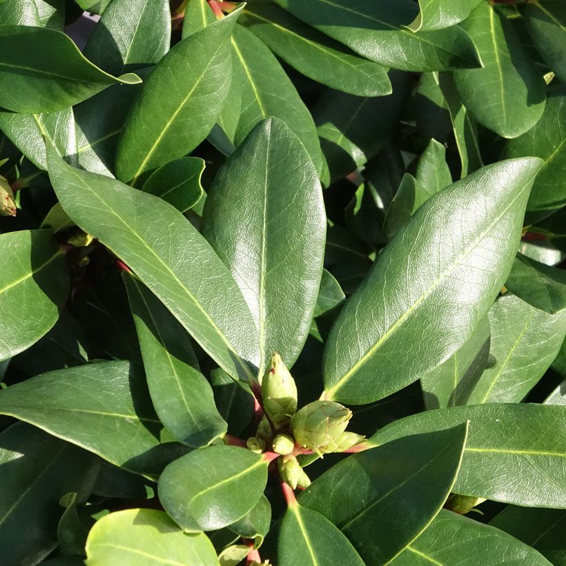 Rhododendron Inkarho Weiße Dufthecke (Foliage)