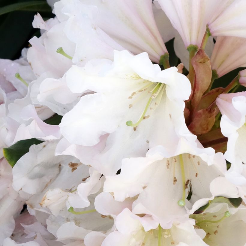 Rhododendron Inkarho Weiße Dufthecke (Flowering)