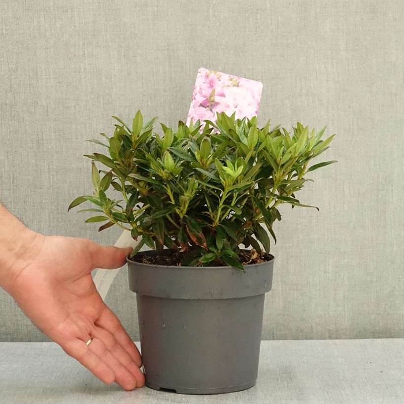 Example of Rhododendron keleticum Robert Seleger - Rhododendron nain Pot de 2L/3L as you get in ete