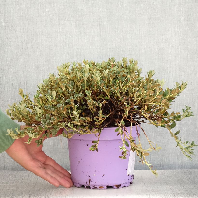 Example of Rhododendron Lilly Bell Dream - Rhododendron nain Pot de 3L/4L as you get in ete
