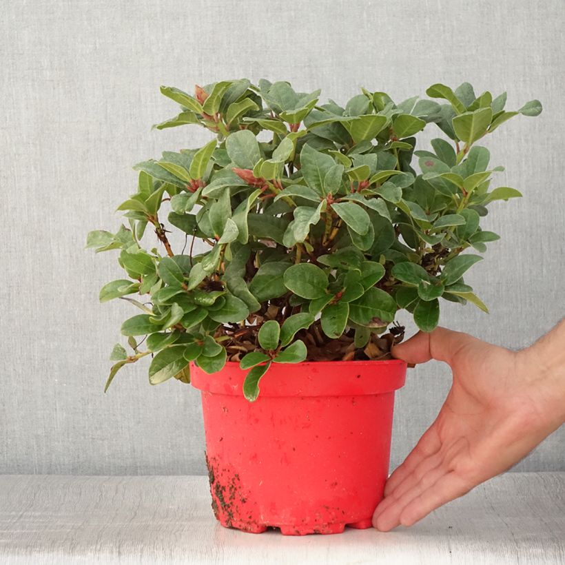 Example of Rhododendron Lilly Bell Love - Rhododendron nain Pot de 3L/4L as you get in ete