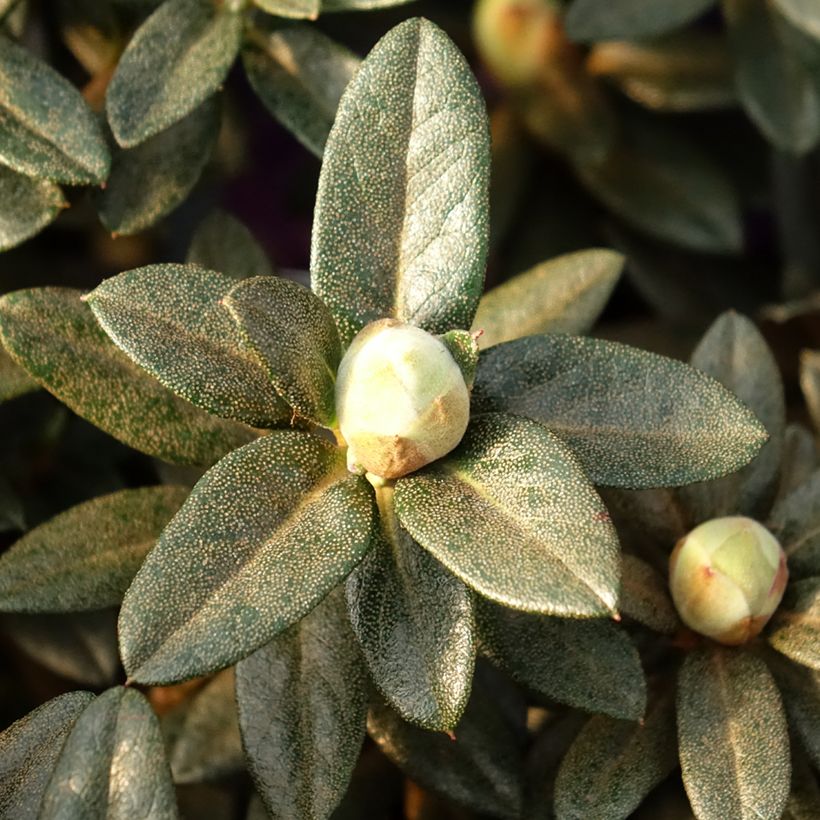 Rhododendron Lilly Bell Magic - Rhododendron nain (Foliage)