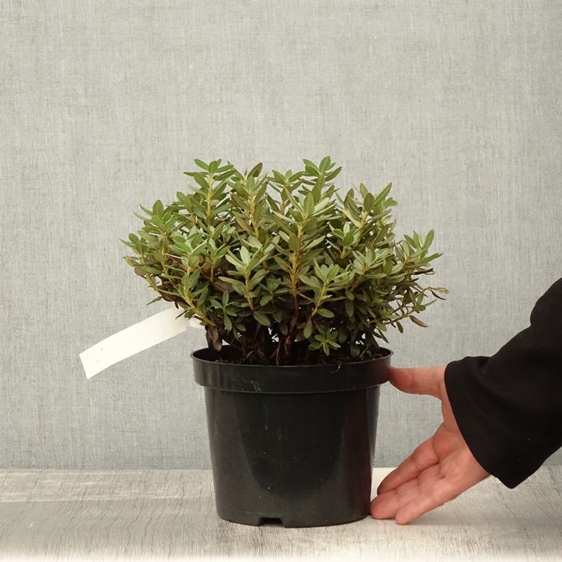 Example of Rhododendron Lilly Bell Magic - Rhododendron nain Pot de 3L/4L as you get in automne