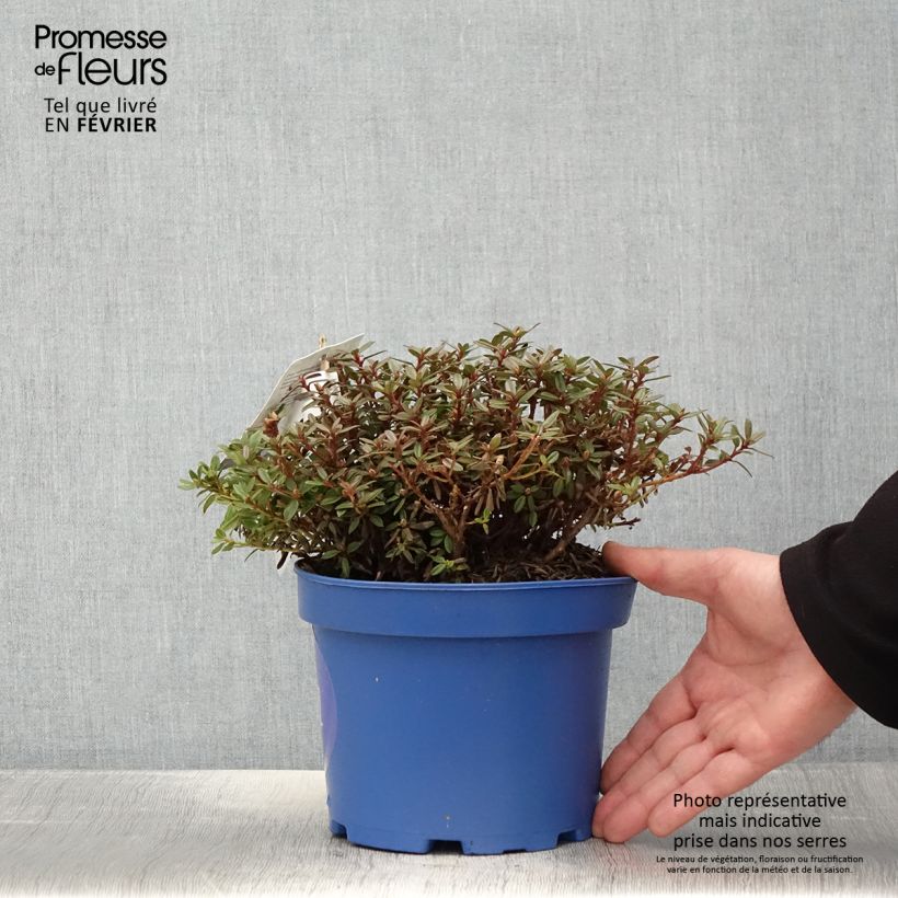 Example of Rhododendron Lilly Bell  Night - Rhododendron nain Pot de 3L/4L as you get in hiver