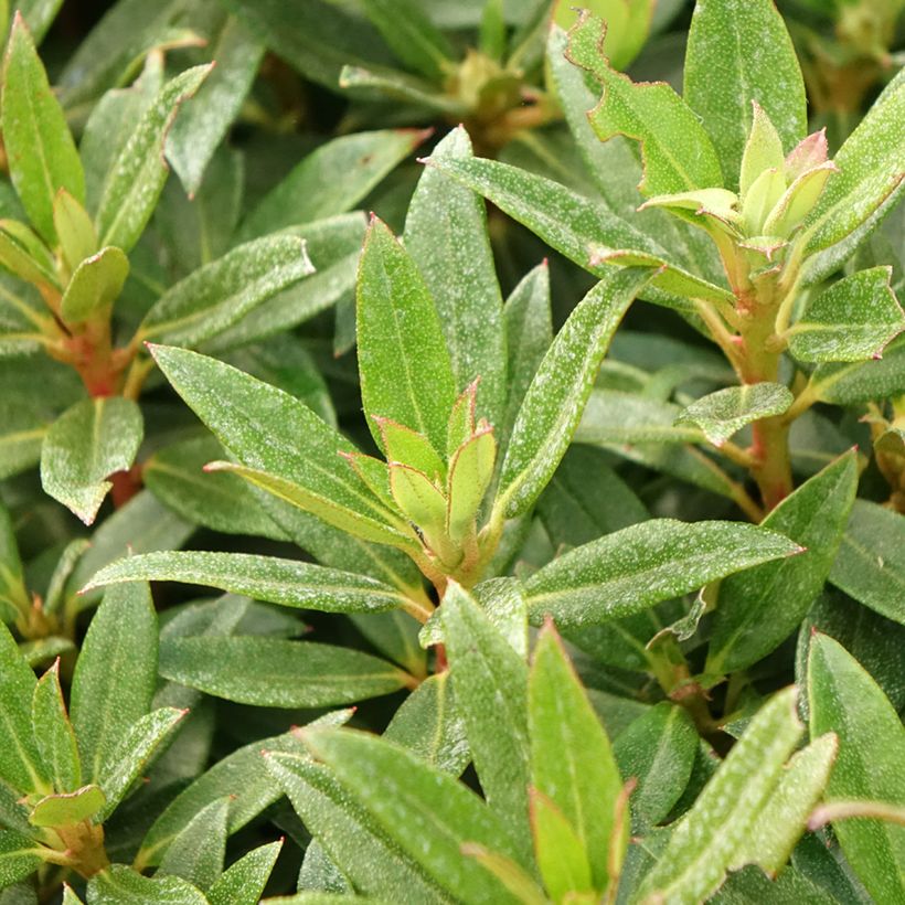 Rhododendron Lilly Bell Pearl - Rhododendron nain (Foliage)