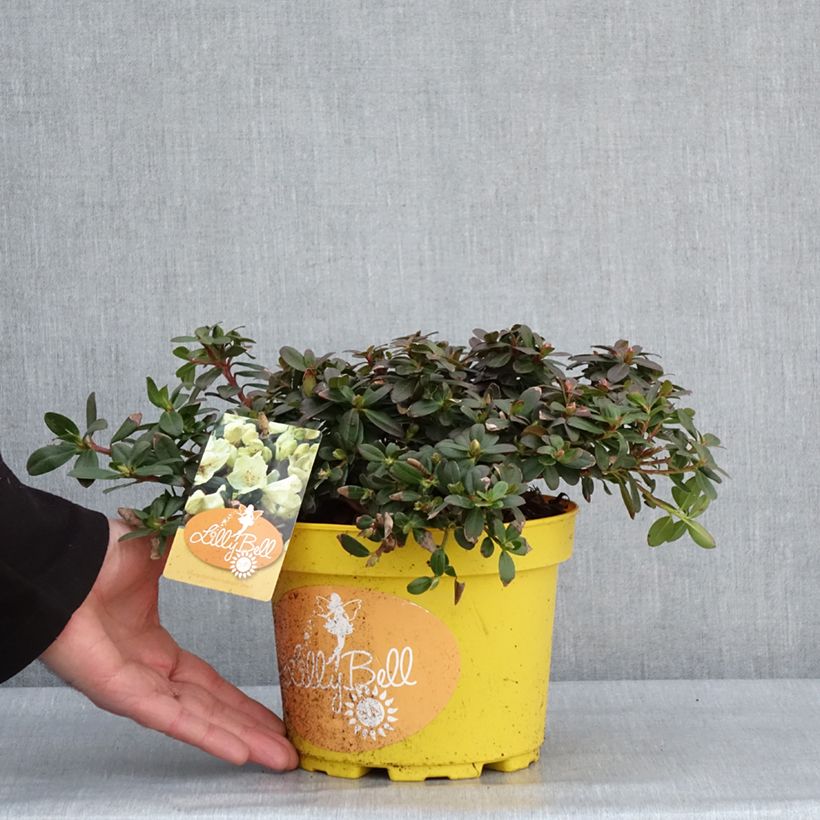 Example of Rhododendron Lilly Bell Sun - Rhododendron nain Pot de 3L/4L as you get in hiver