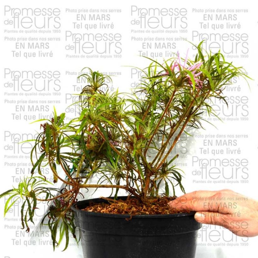 Example of Rhododendron Linearifolium - Rhododendron nain Pot de 4L/5L as you get