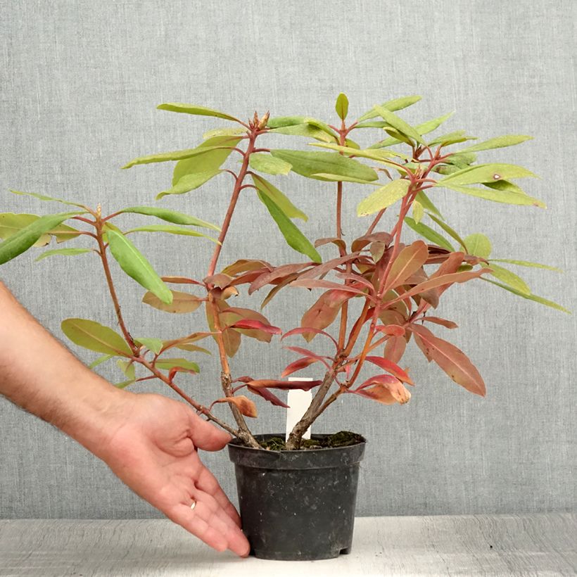 Example of Rhododendron Marcel Ménard  Pot de 12 cm / 13 cm as you get in ete