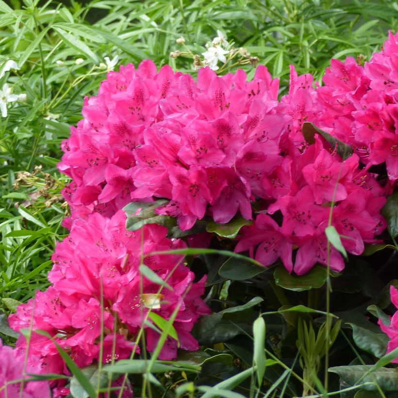 Rhododendron Marie Forte (Madame Fortier) - Grand Rhododendron (Flowering)