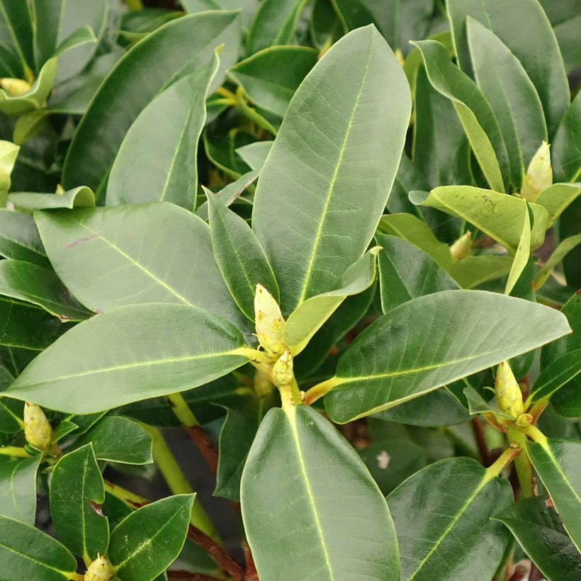 Rhododendron Markeeta's Prize - Grand rhododendron (Foliage)