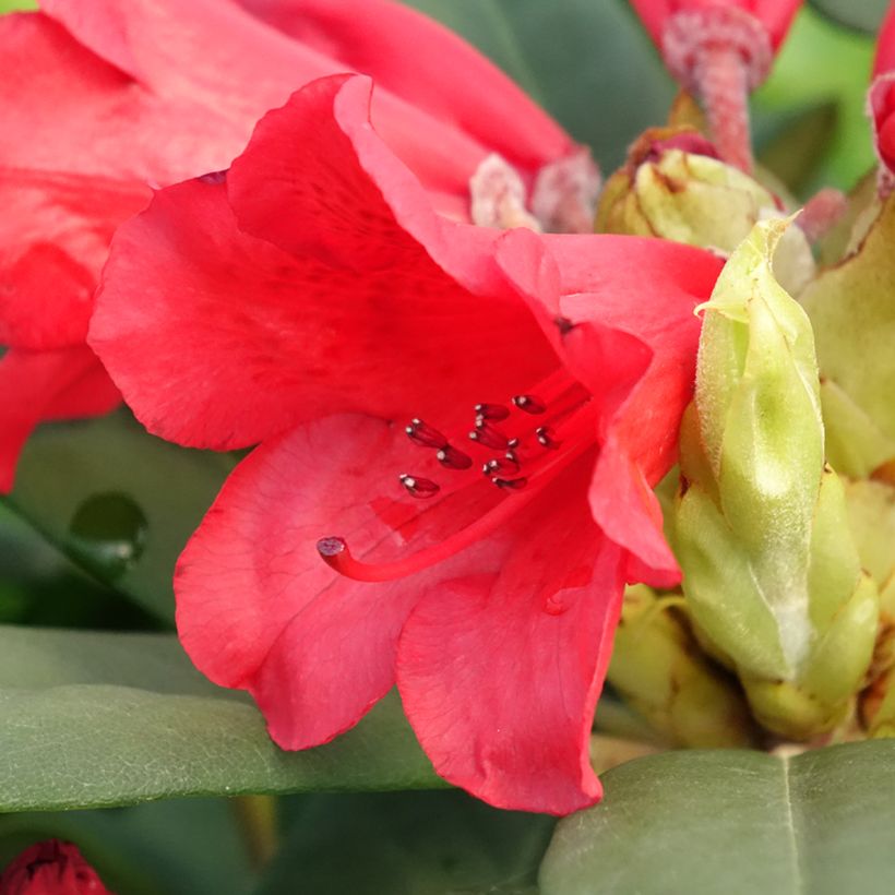 Rhododendron Melville - Grand Rhododendron (Flowering)