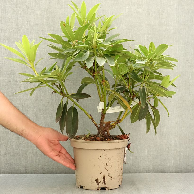 Example of Rhododendron Midnight - Grand rhododendron Pot de 4L/5L as you get in ete