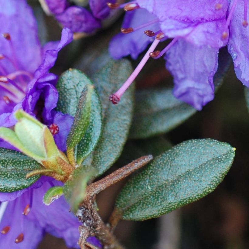 Rhododendron nain Azurika (Foliage)