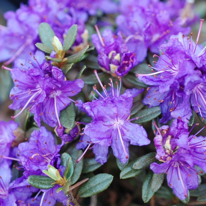 Rhododendron nain Azurika (Flowering)