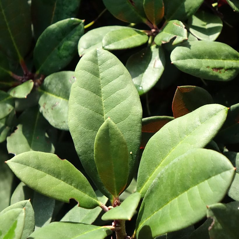 Rhododendron neriiflorum Burletta (Foliage)