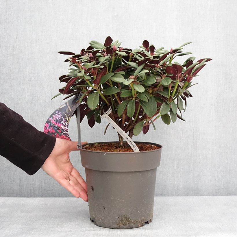 Example of Rhododendron neriiflorum Burletta Pot de 6L/7L as you get in hiver